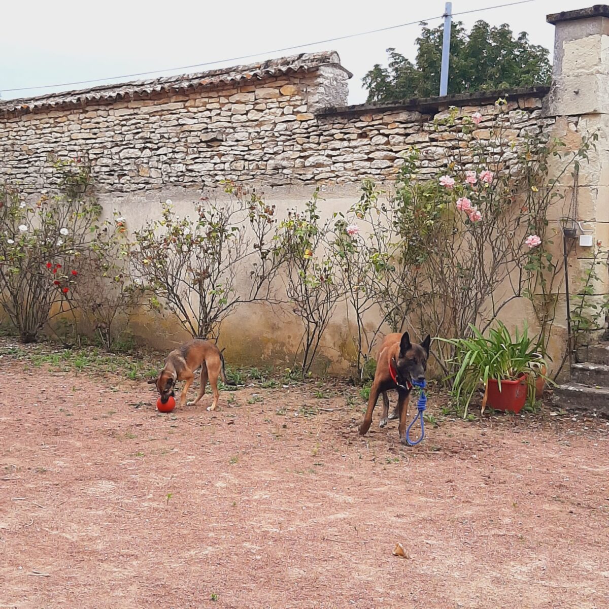 les chiens en pension Thouars 79