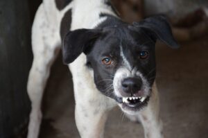 Le stress du chien