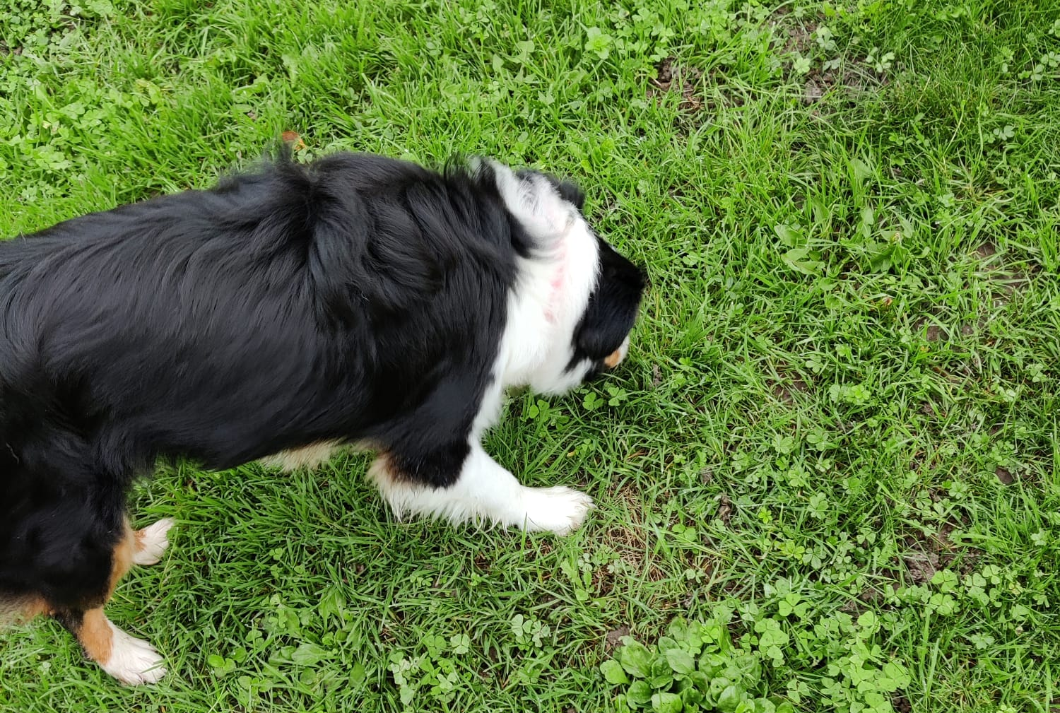 Chien qui mange de l’herbe : Pourquoi il le fait et ce que vous pouvez faire