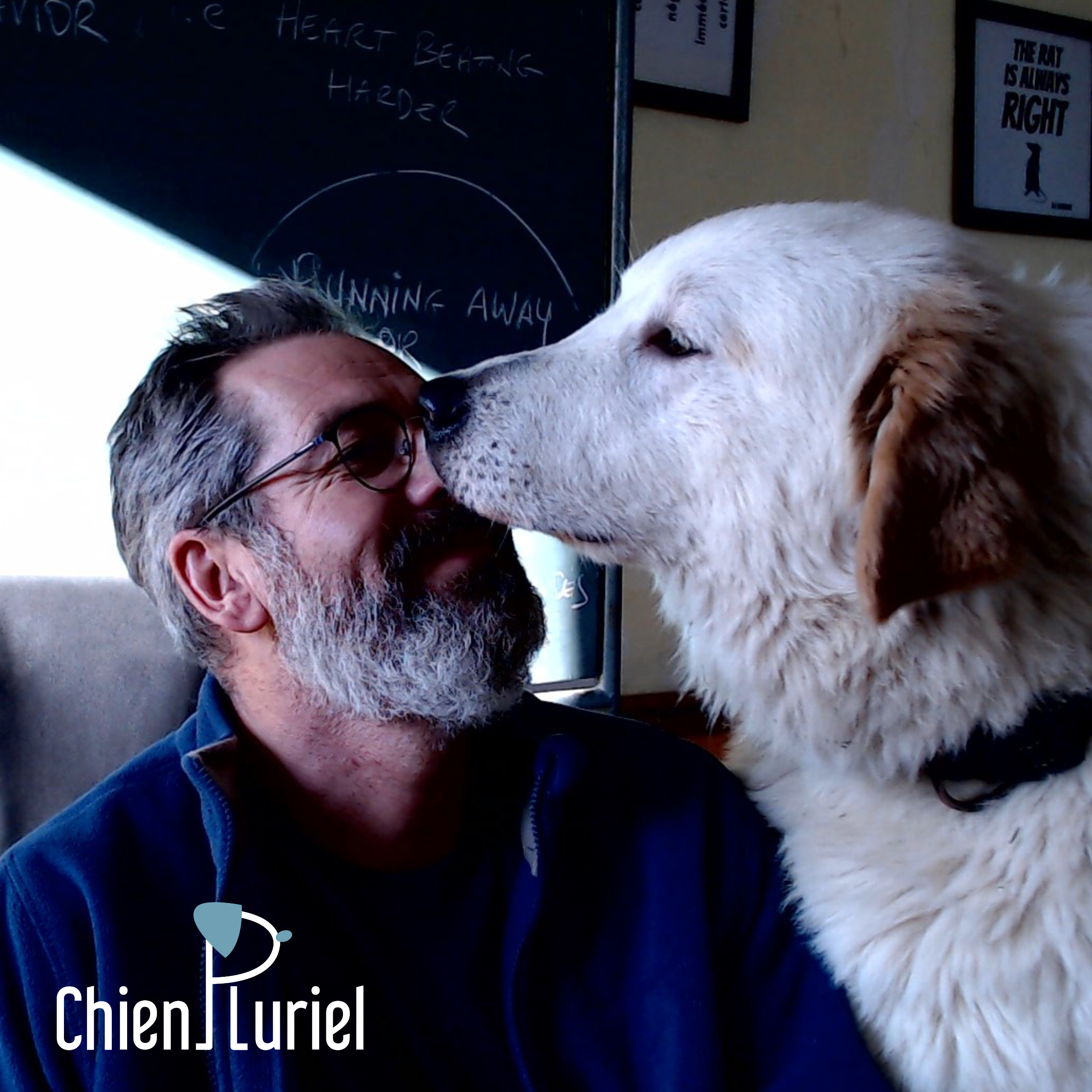 Elsa chien montagne des pyrénées