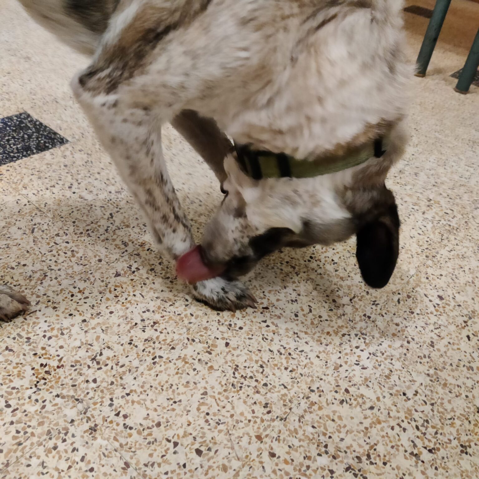 Pourquoi mon chien se lèchetil les pattes ? Causes et solutions Chien Pluriel
