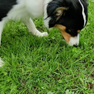 Pourquoi mon chien mange de l'herbe ?