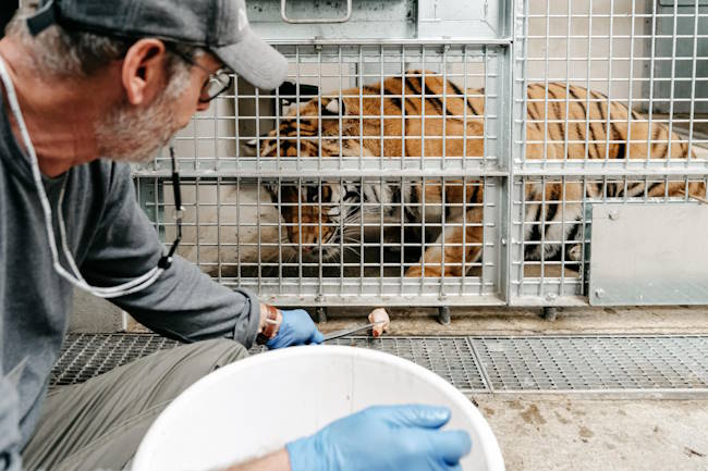 comportementaliste pour animaux