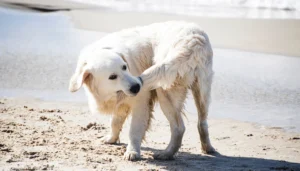 pourquoi mon chien se mord la queue