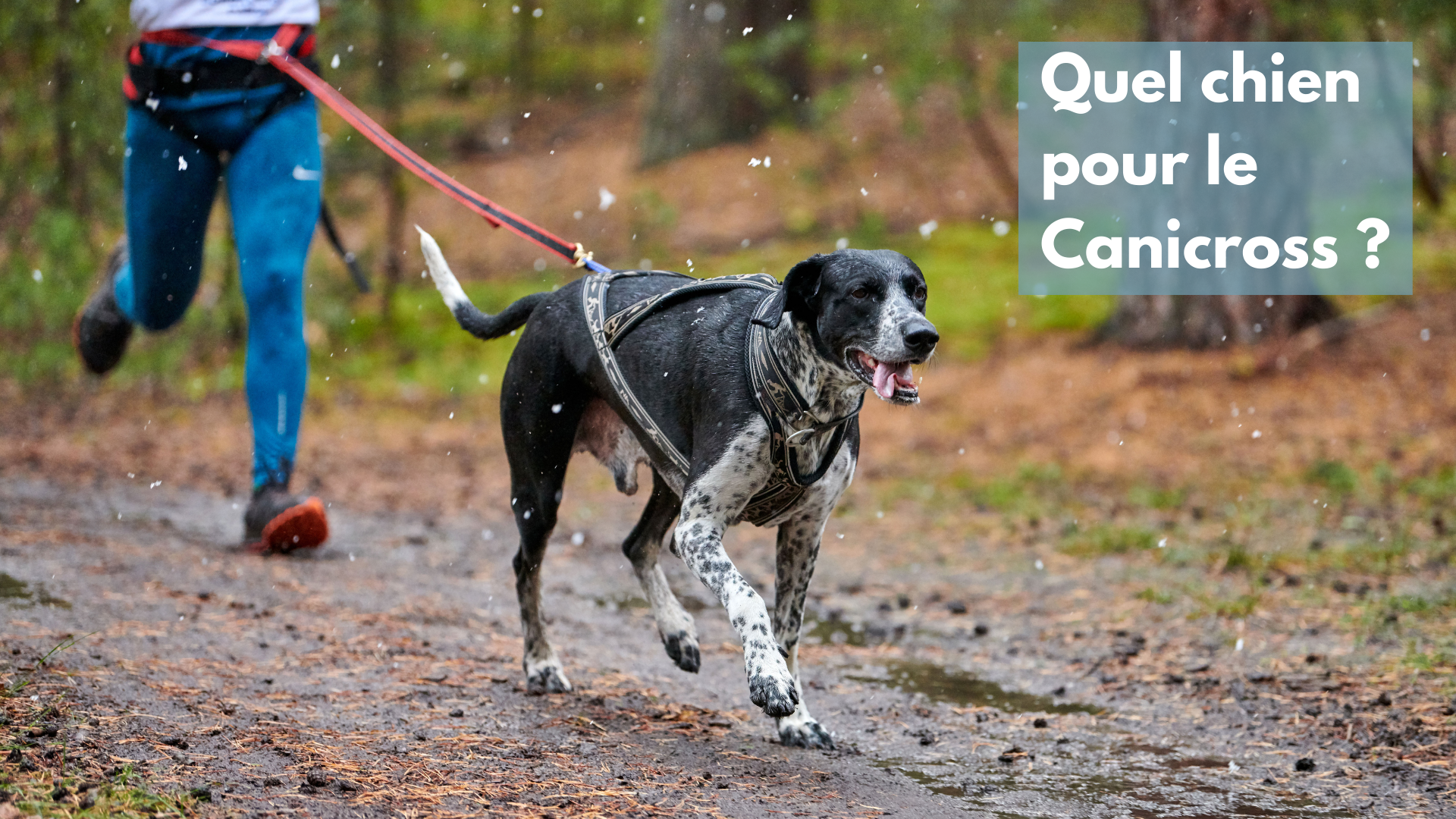 Quel chien pour le canicross : les races les plus adaptées