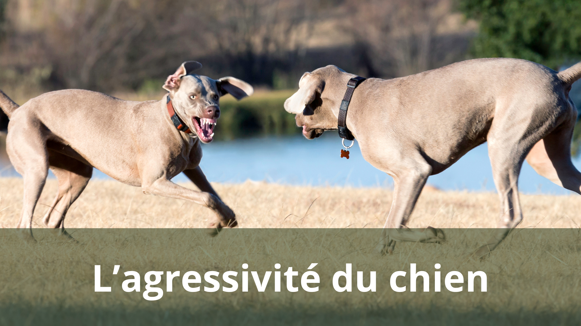 Chien attaque les chiens : comprendre et agir