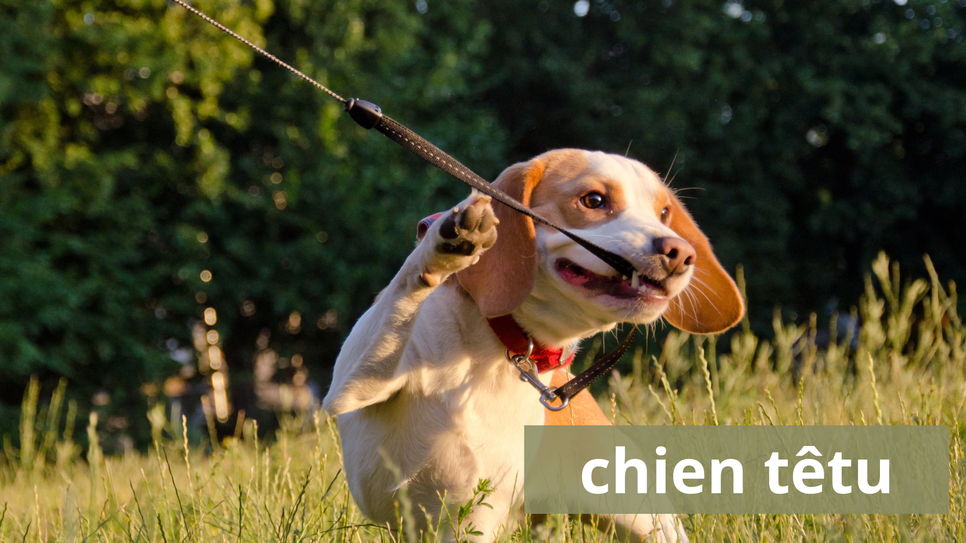 Chien têtu : comprendre et gérer ce comportement