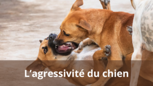 chien qui attaque un chien