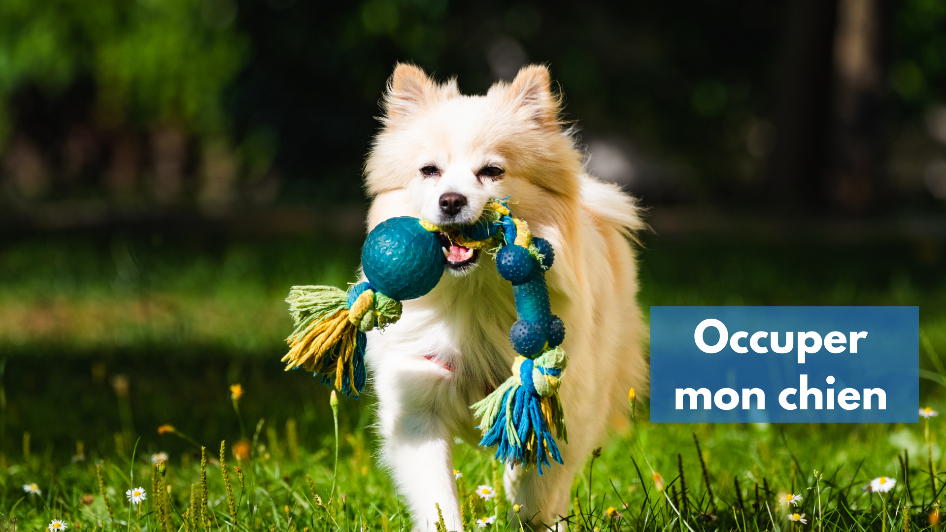 Comment occuper son chien : activités et astuces