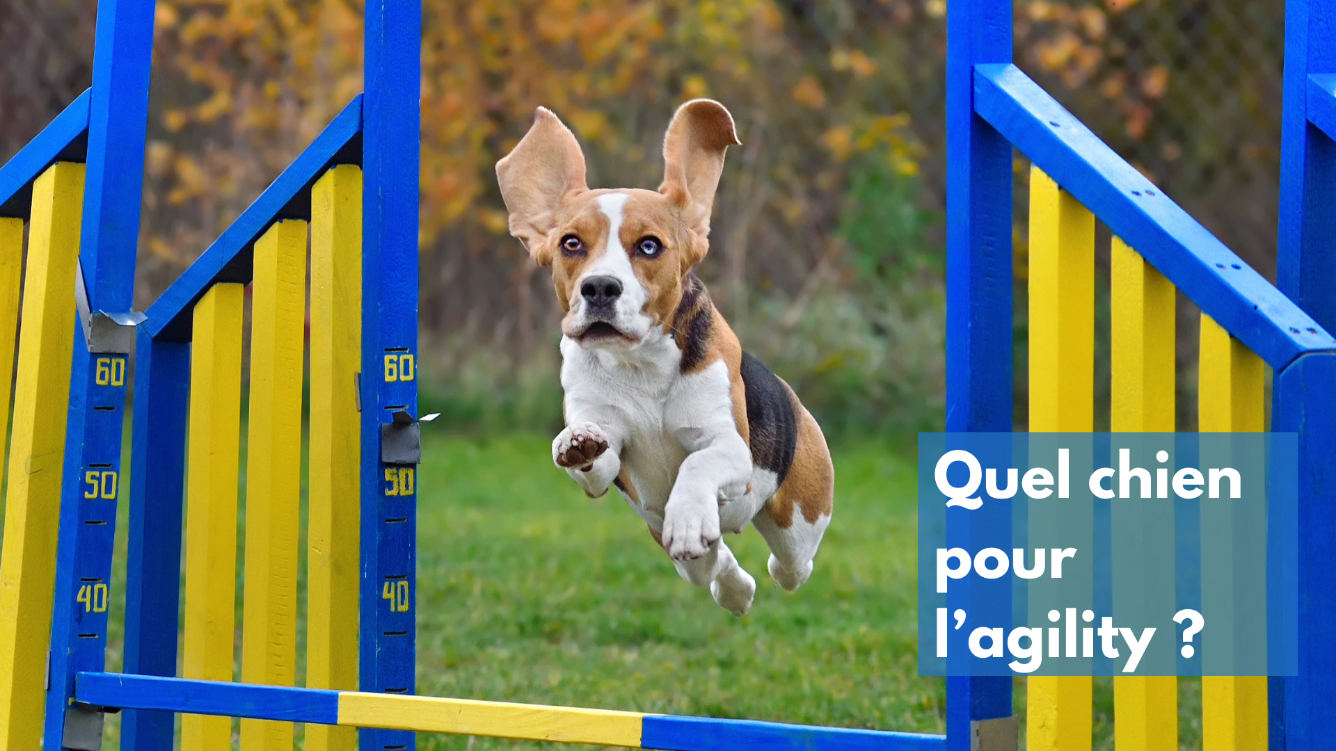 Quel chien pour l’agility : les races les plus adaptées