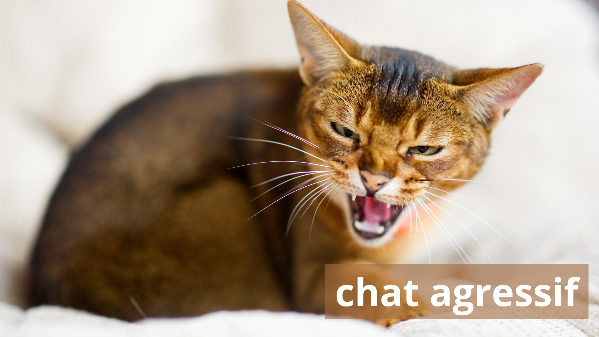 Chat attaque mon chien : comment gérer les conflits entre animaux ?