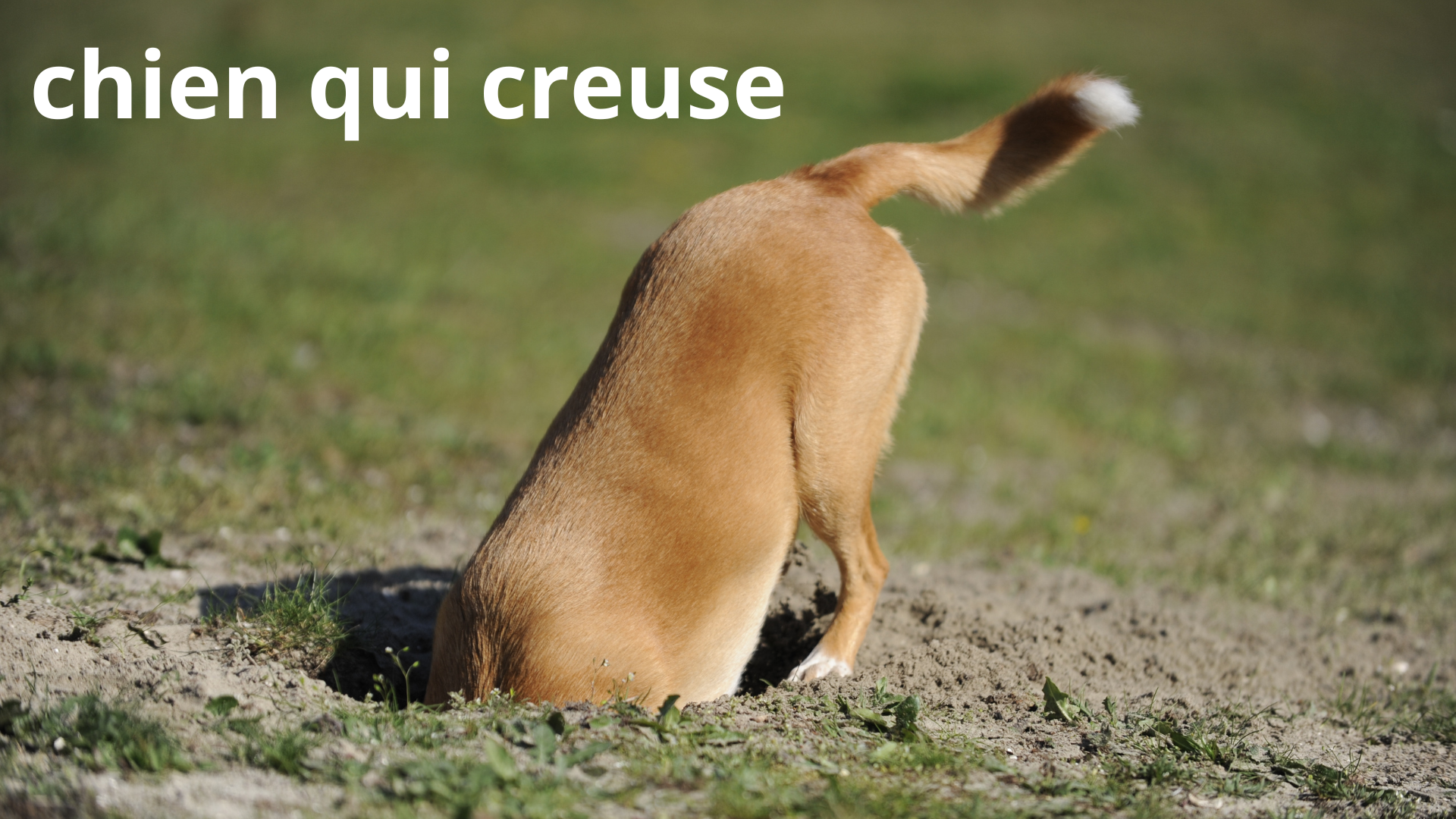 Chien qui creuse dans le jardin : comprendre et agir