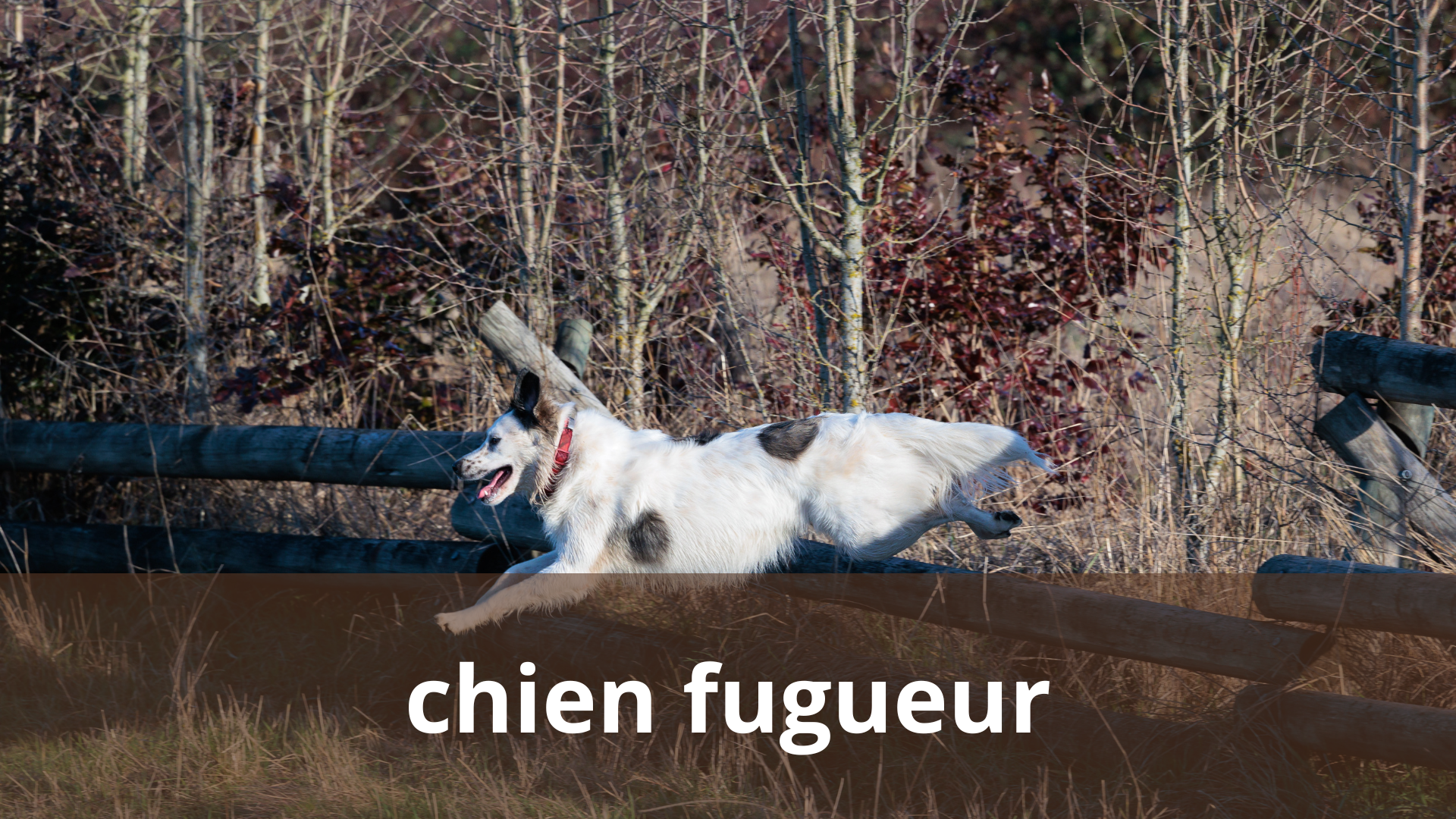 le chien fugue parfois