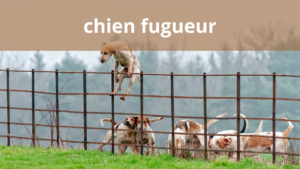 chien qui fugue