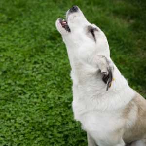 chien qui hurle à la mort