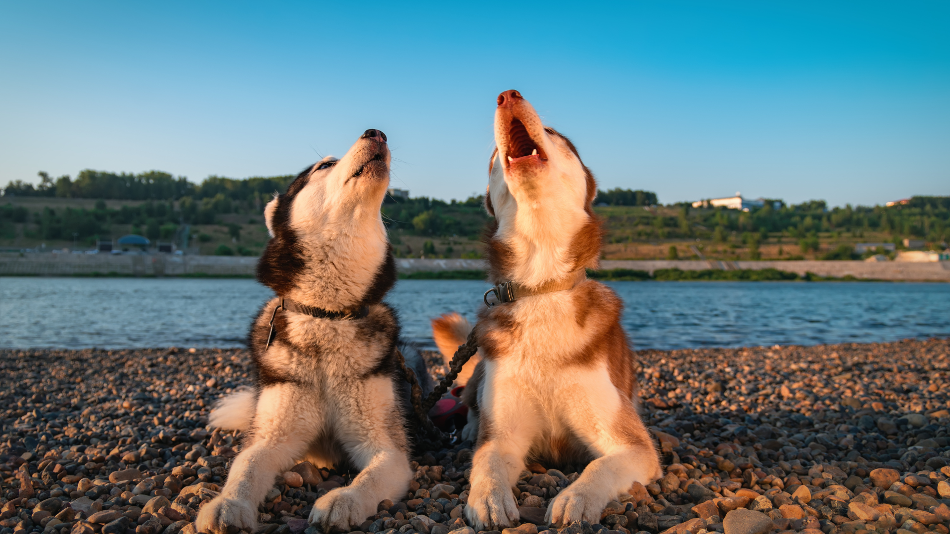 chien qui hurle comme un loup