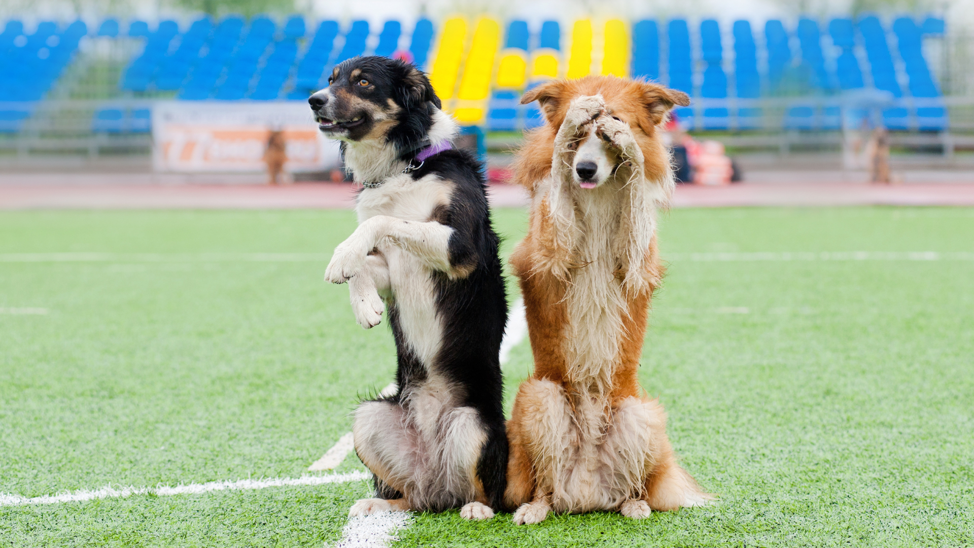 apprendre des tours à mon chien