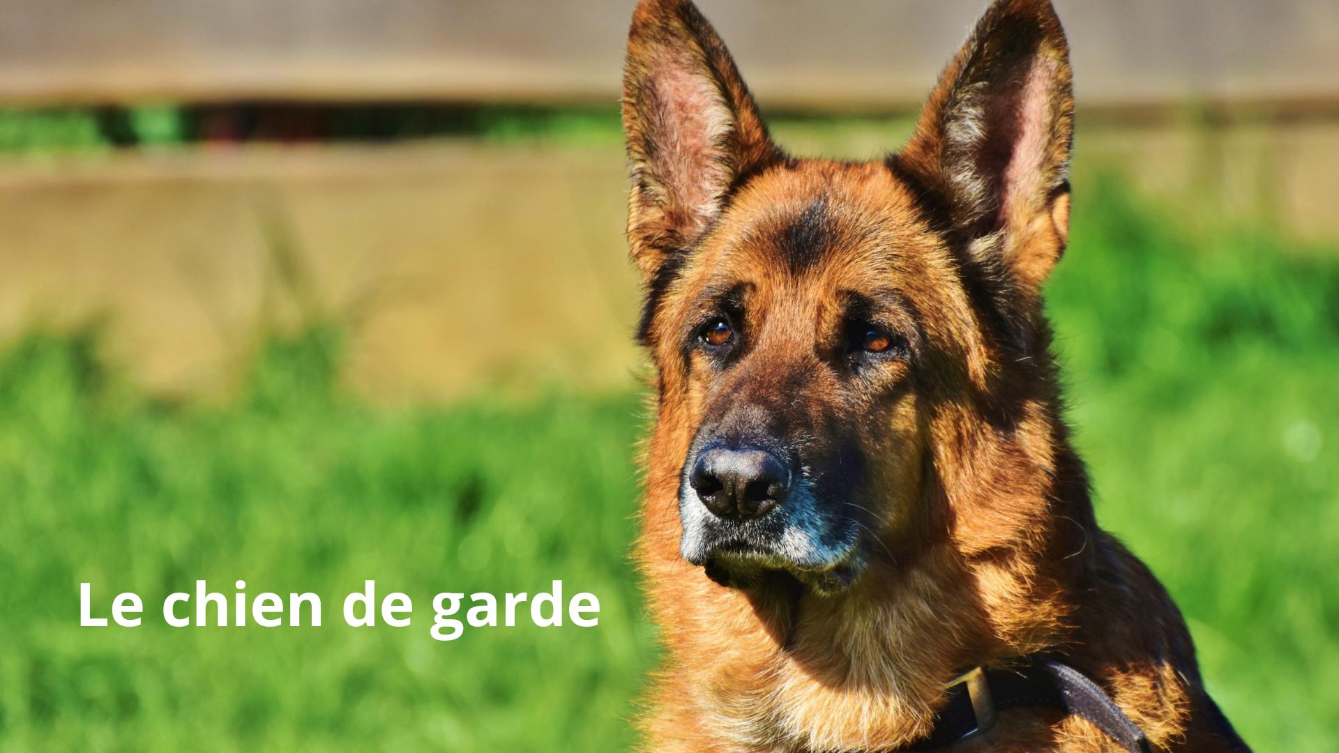 Quel chien de garde choisir pour protéger votre foyer ?