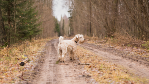 chien en balade détaché