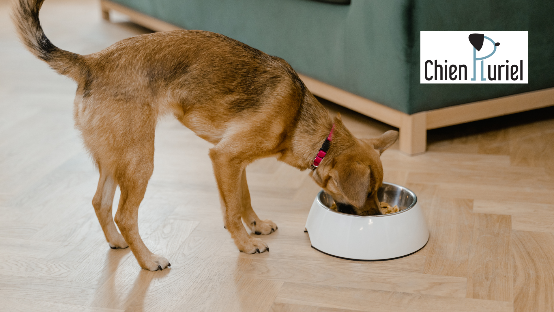 Chien qui mange trop : que faire pour réguler son appétit ?