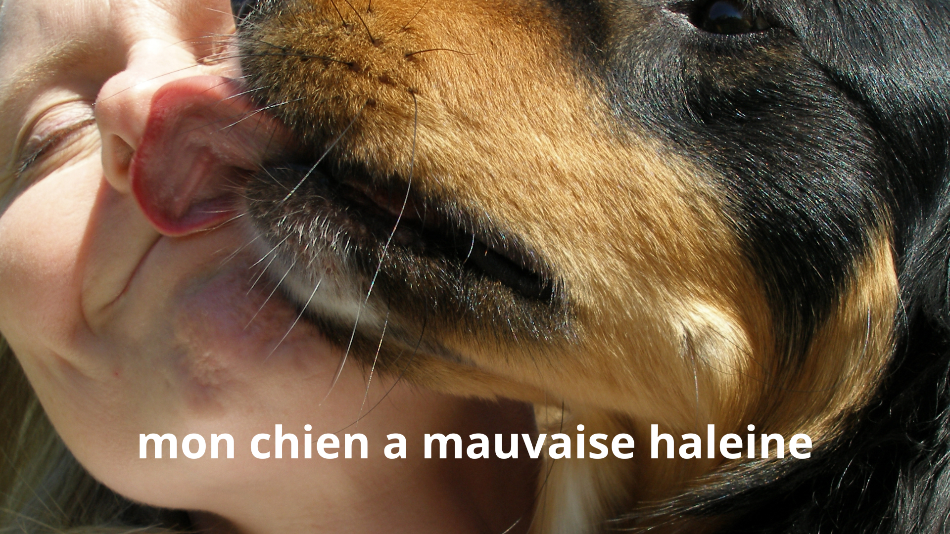 mon chien a mauvaise haleine