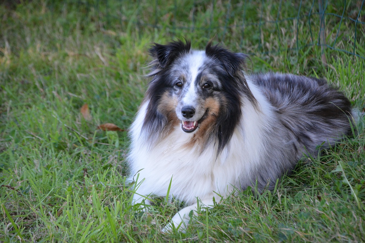 chien merle
