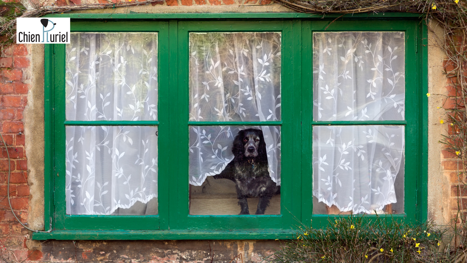 Chien qui ne reste pas seul : causes et solutions