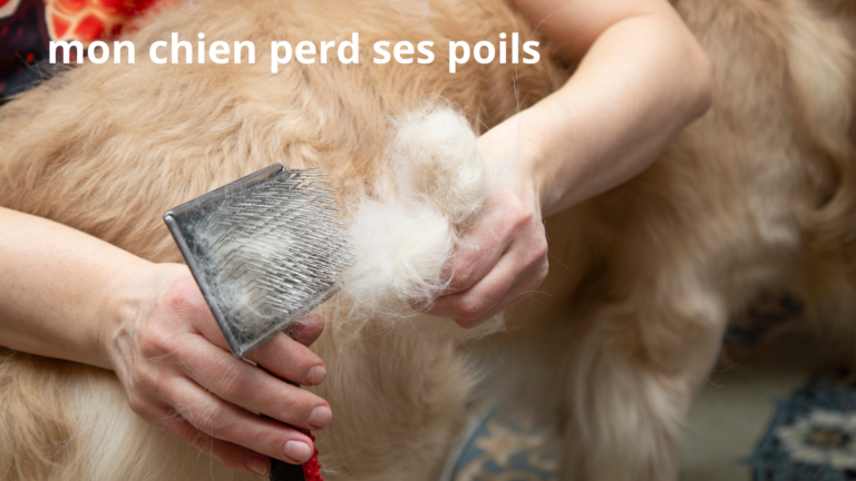 Chien qui perd ses poils : causes et solutions - Chien Pluriel
