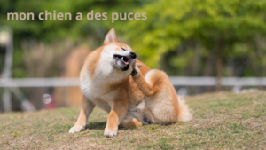 chien qui se gratte