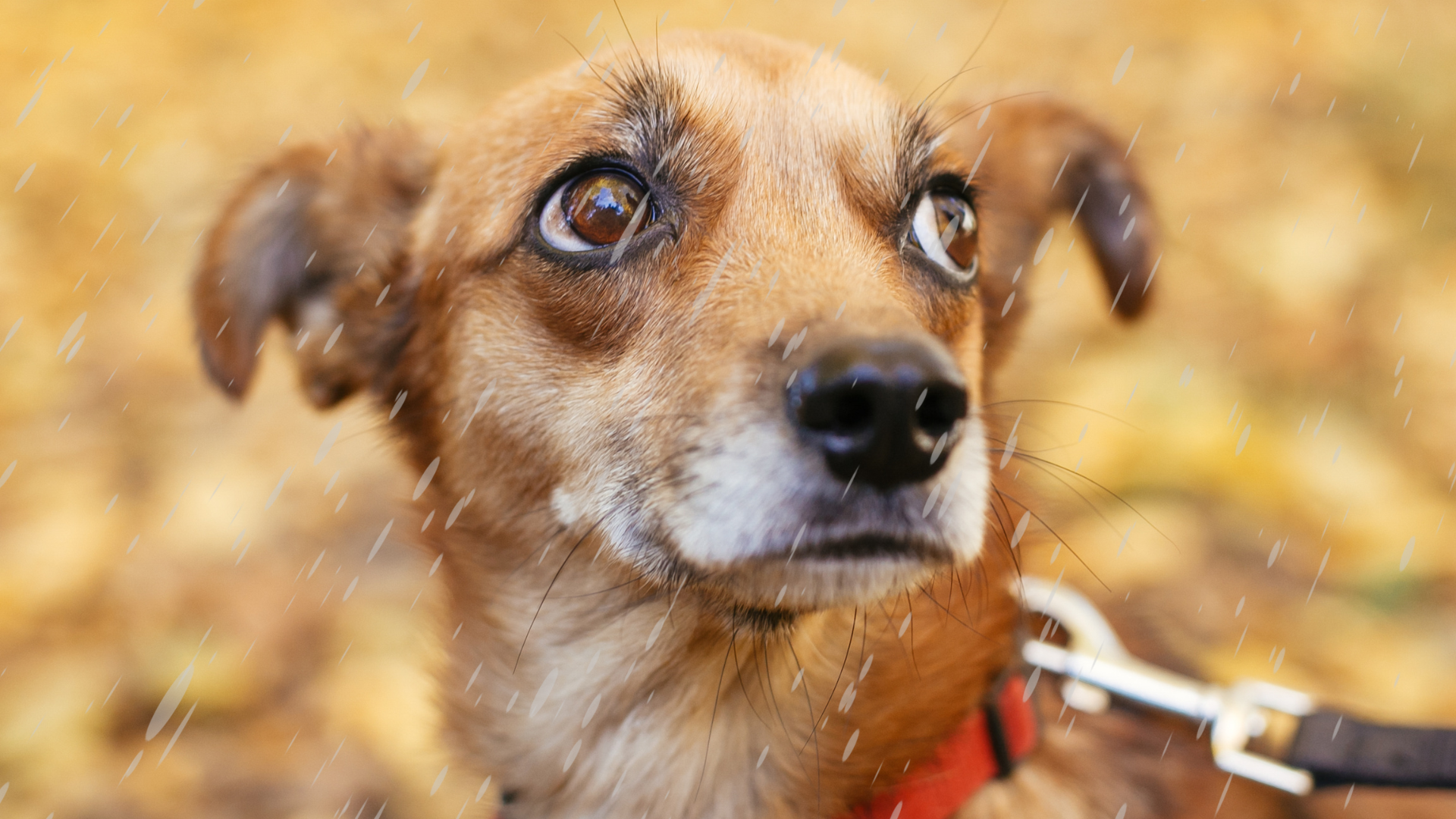 chien sous l'orage