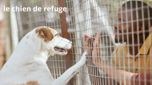 adopter en refuge