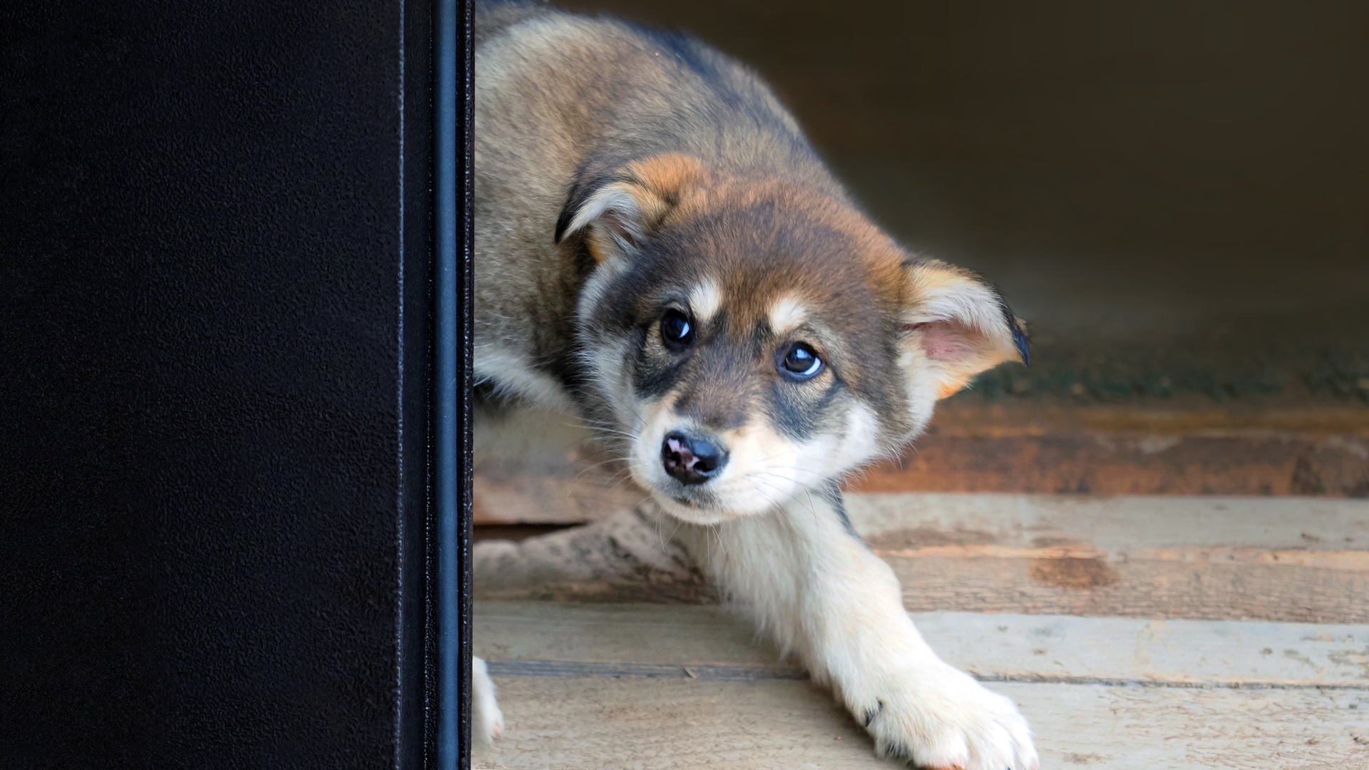 chien qui refuse de sortir