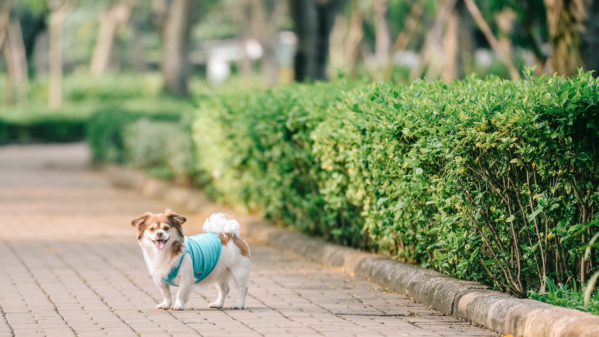 chien se promène sans laisse