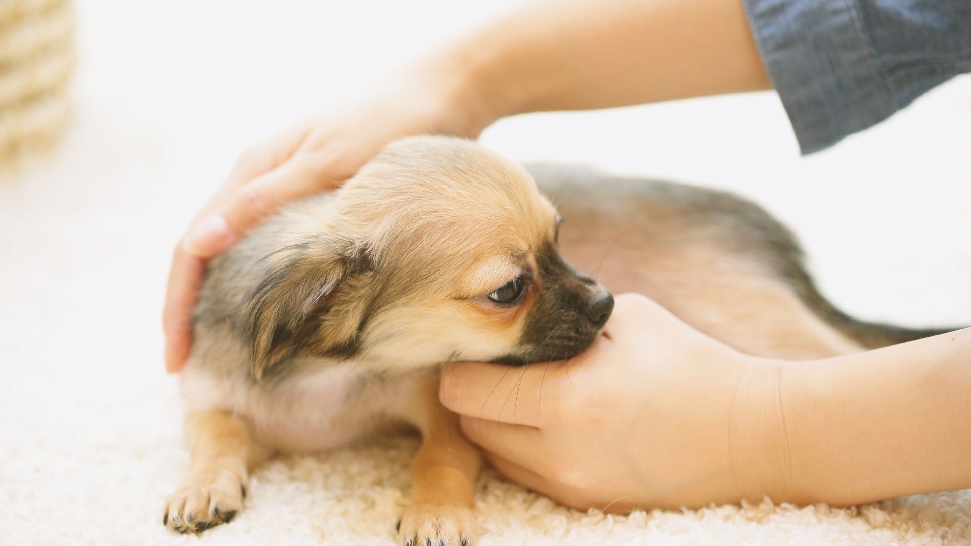 Chiot qui mordille les mains : pourquoi et comment agir ?