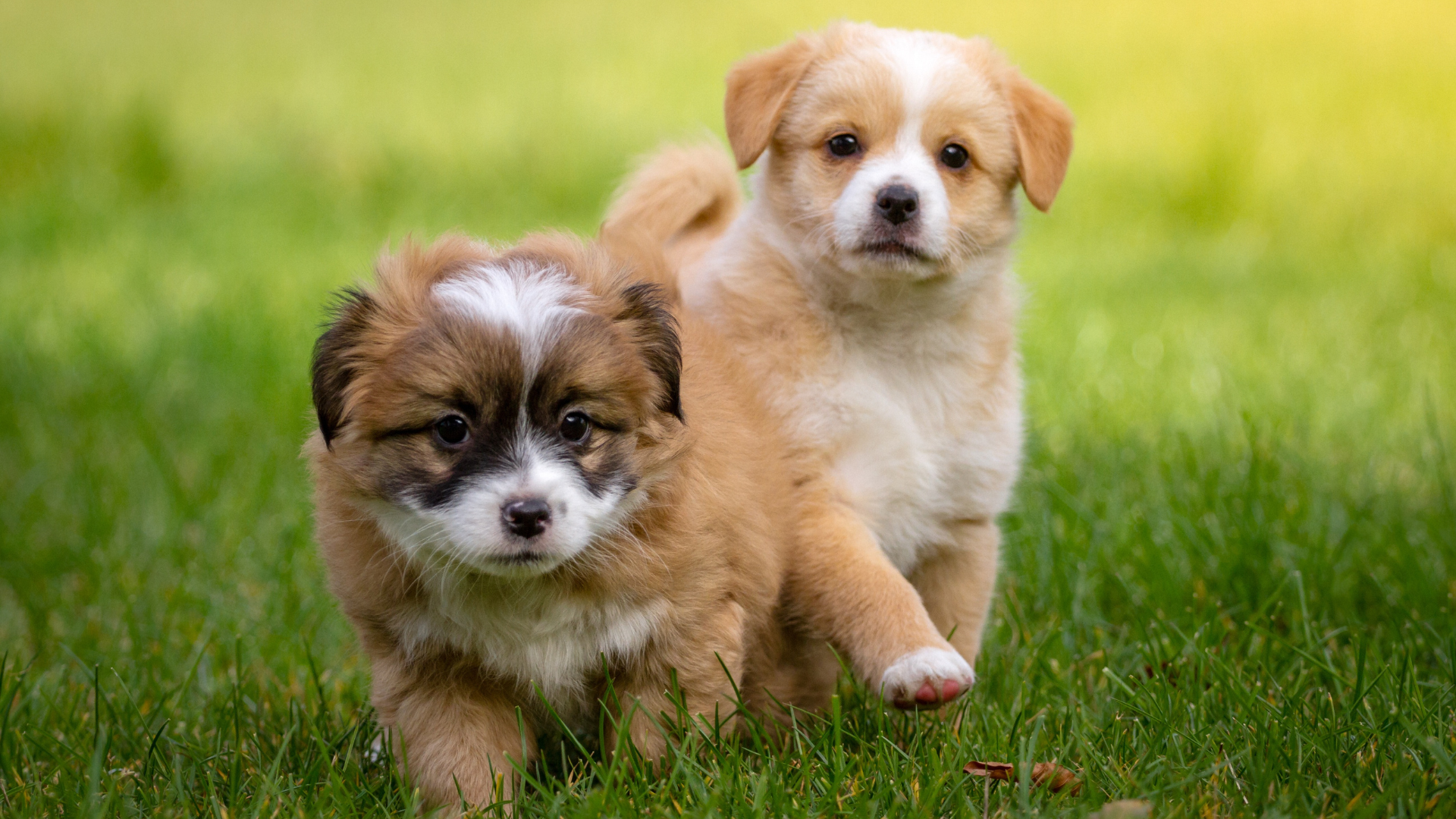 Comment choisir mon chiot : les critères essentiels