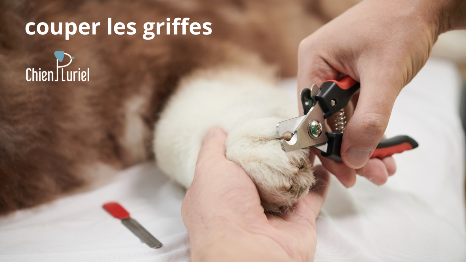 Couper les griffes de mon chien : pourquoi et comment ? - Chien Pluriel