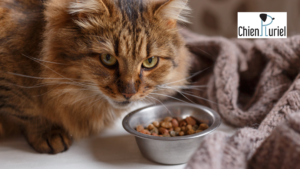 le chat et les croquettes sèches