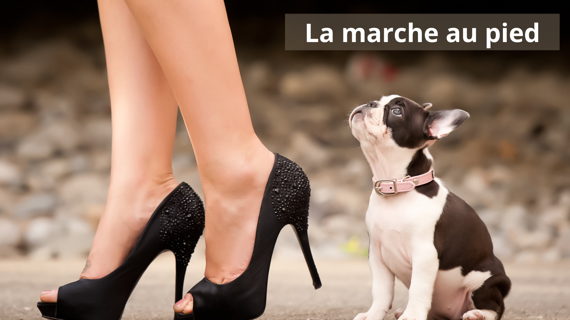 Apprendre la marche au pied à son chien