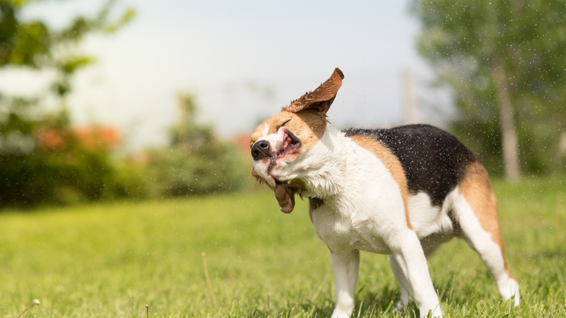 Épillets dans les oreilles de mon chien : que faire ?