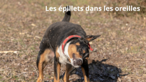 chien se secoue les oreilles à cause des épillets