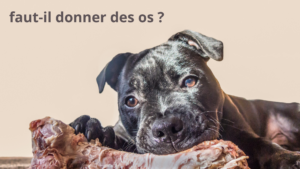 faut il donner un os au chien