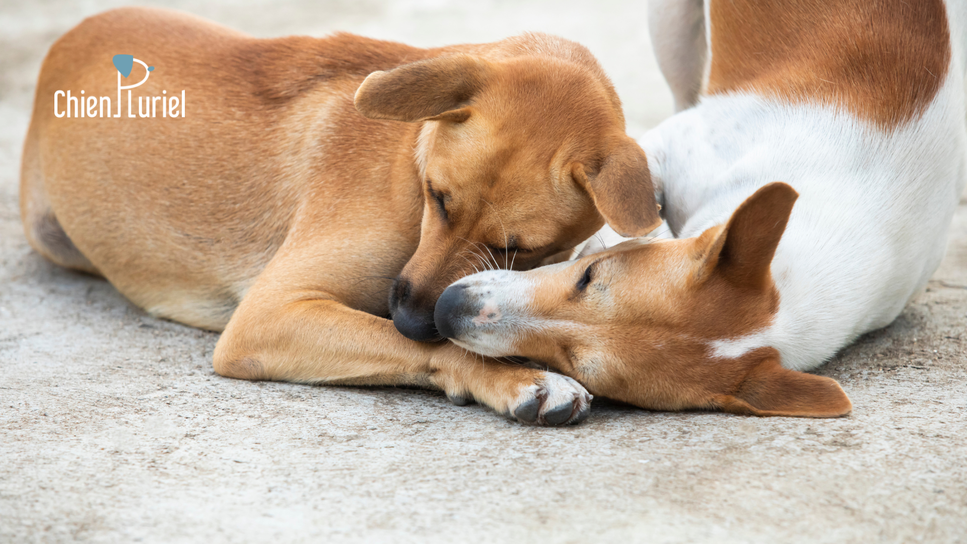 adopter un deuxième chien