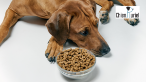 le chien et ses croquettes