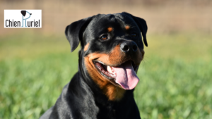 le rottweiler