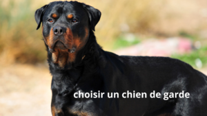 le rottweiler est un excellent chien de garde