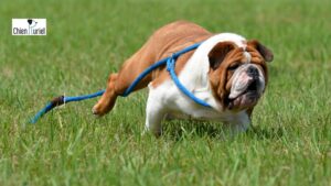 chien qui se sauve et fugue