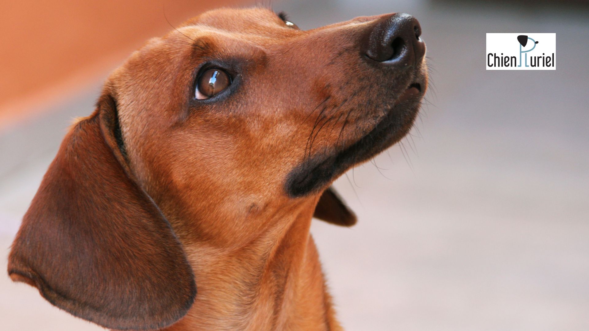 l'attention, le focus chez le chien