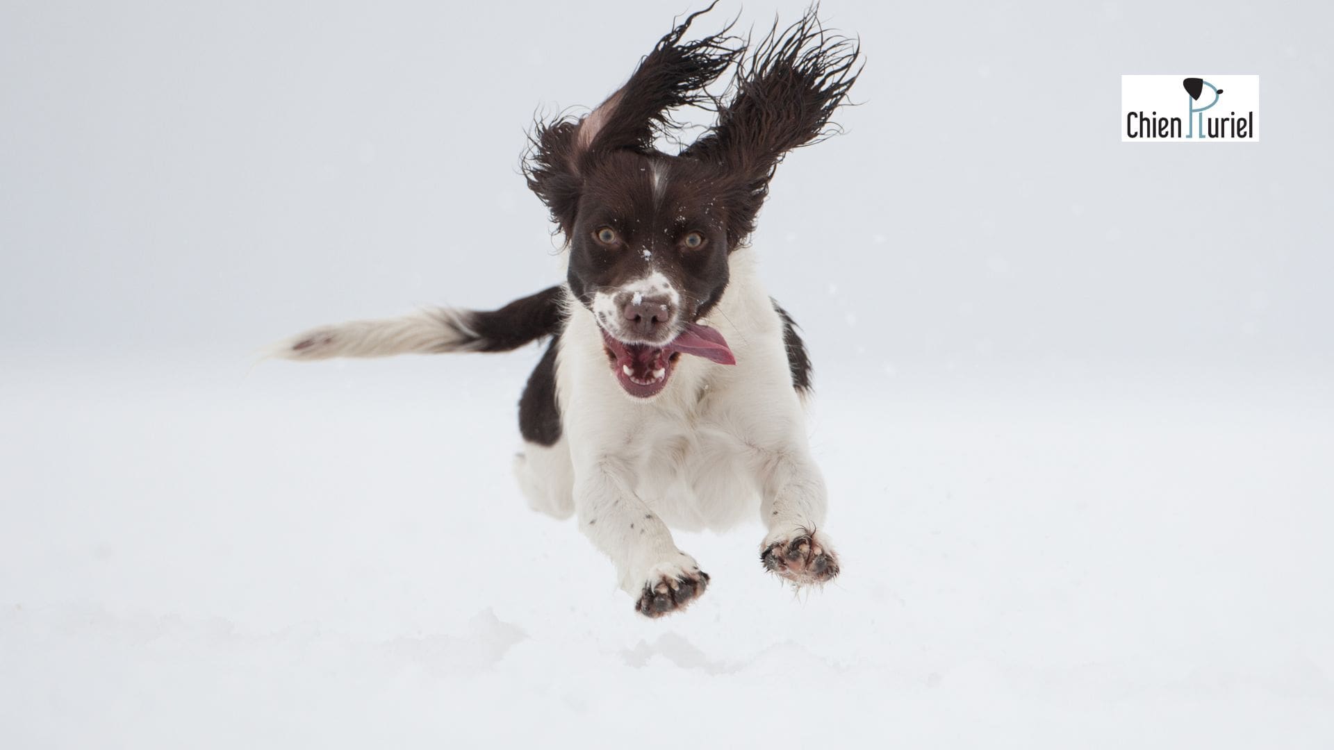 Comment améliorer l’auto-contrôle chez le chien ?