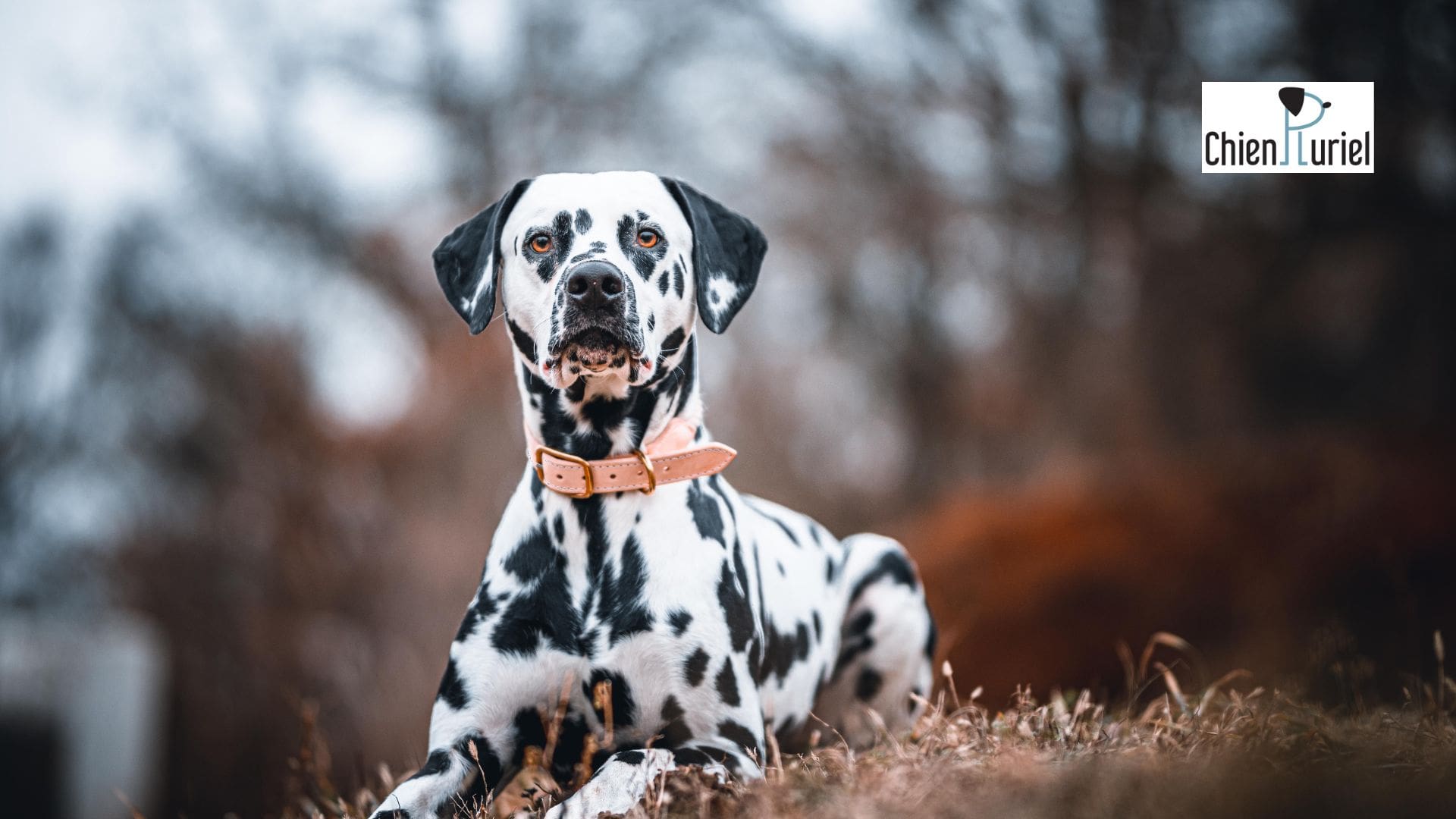 Améliorer l’autocontrôle du chien