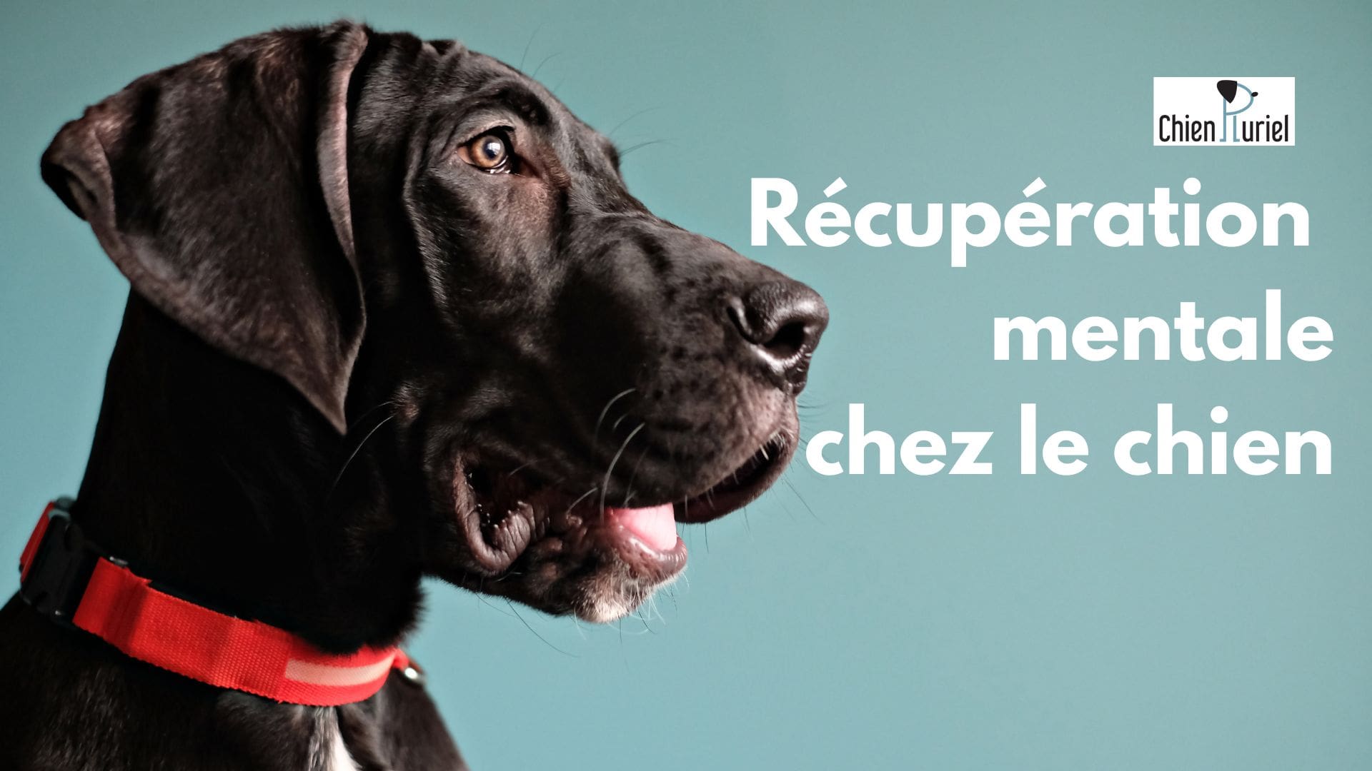 Récupération Mentale Chez le Chien : Importance et Méthodes